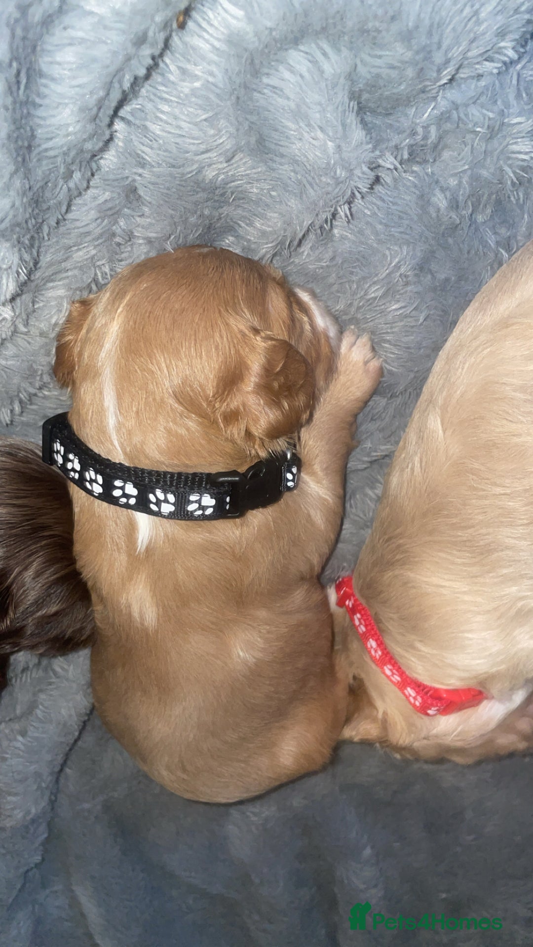 Mixed Breed dogs for sale: Cockapoo X Cavapoo Puppies - Image 7