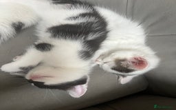 Domestic Shorthair cats for sale: Beautiful litter of kittens for sale - Image 5