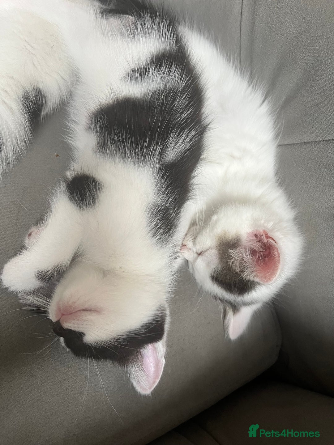 Domestic Shorthair cats for sale: Beautiful litter of kittens for sale - Image 5