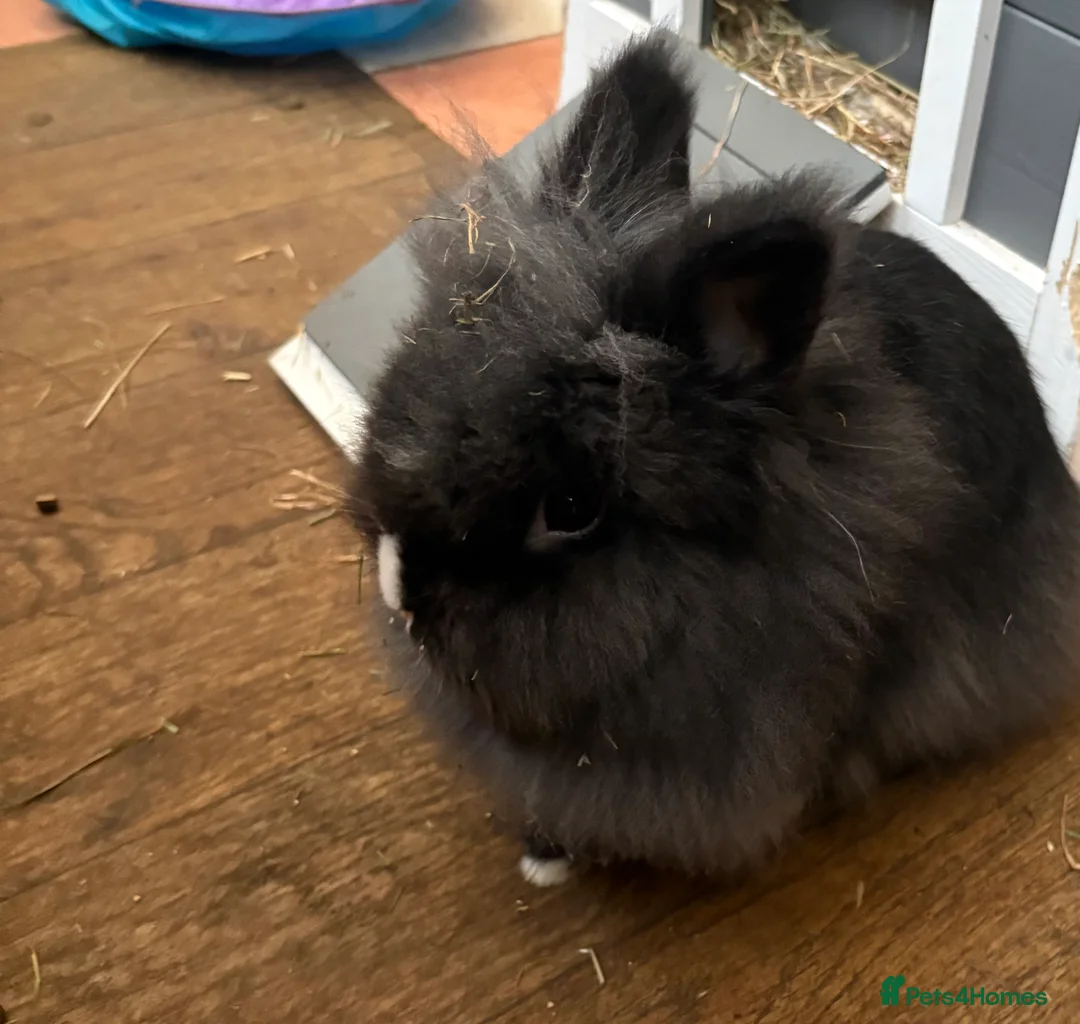 Mixed Breed rabbits for sale: Beautiful lion head x netherland - Advert 1