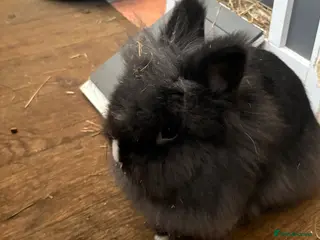 Mixed Breed rabbits Beautiful lion head x netherland - Advert 1