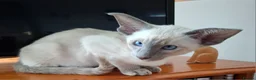 Siamese cats for sale: Blue Pointed Siamese - Advert 6
