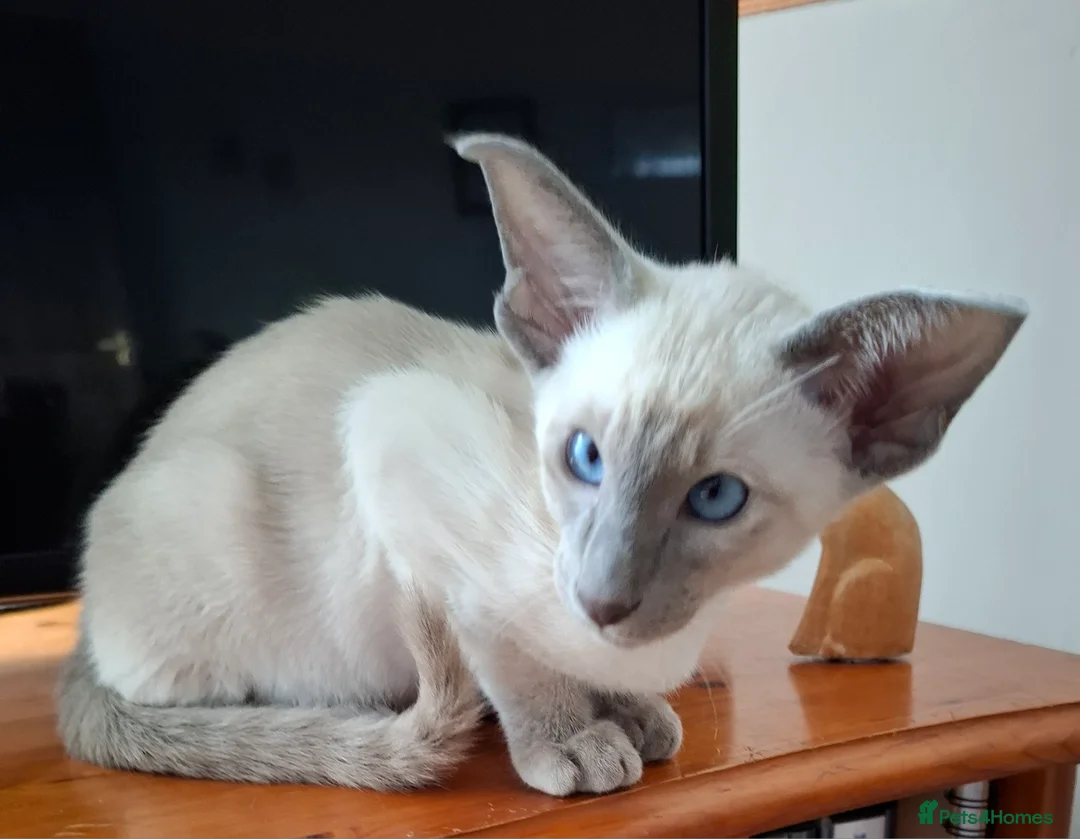 Siamese cats for sale: Blue Pointed Siamese - Advert 6