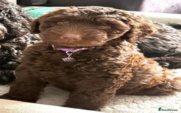 Labradoodle dogs for stud: Chocolate Standard Labradoodle Multigenerational  in Matlock - Image 7
