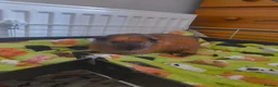 Guinea Pig rodents for sale: Male guinea pig looking for the right home in Saxmundham - Advert 2