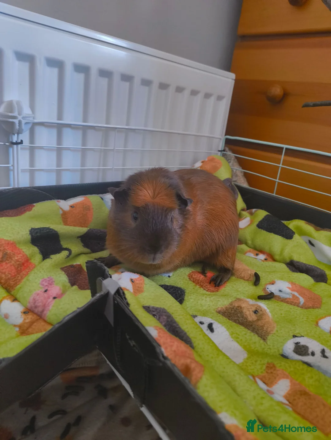 Guinea Pig rodents for sale: Male guinea pig looking for the right home in Saxmundham - Advert 2