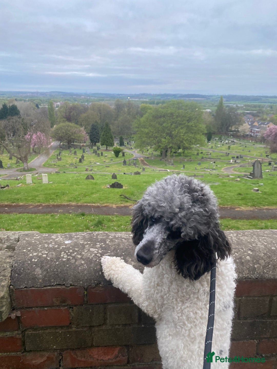 Poodle dogs for sale: Beautiful female merle parti poodle  - Advert 4