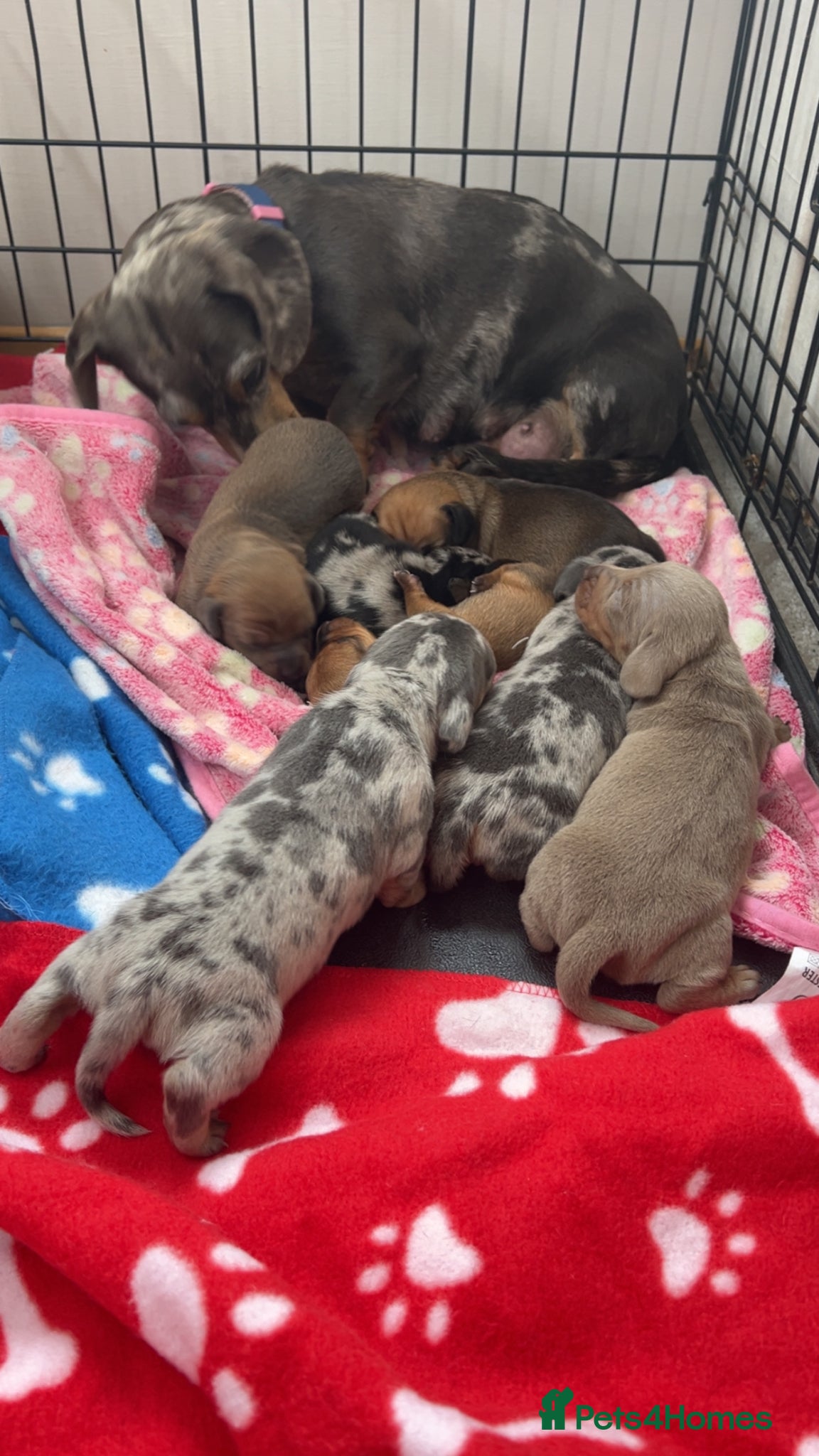 Miniature Dachshund dogs Beautiful miniature dachshund puppy’s  - Advert 1