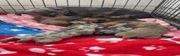 Miniature Dachshund dogs for sale: Beautiful miniature dachshund puppy’s  - Advert 1