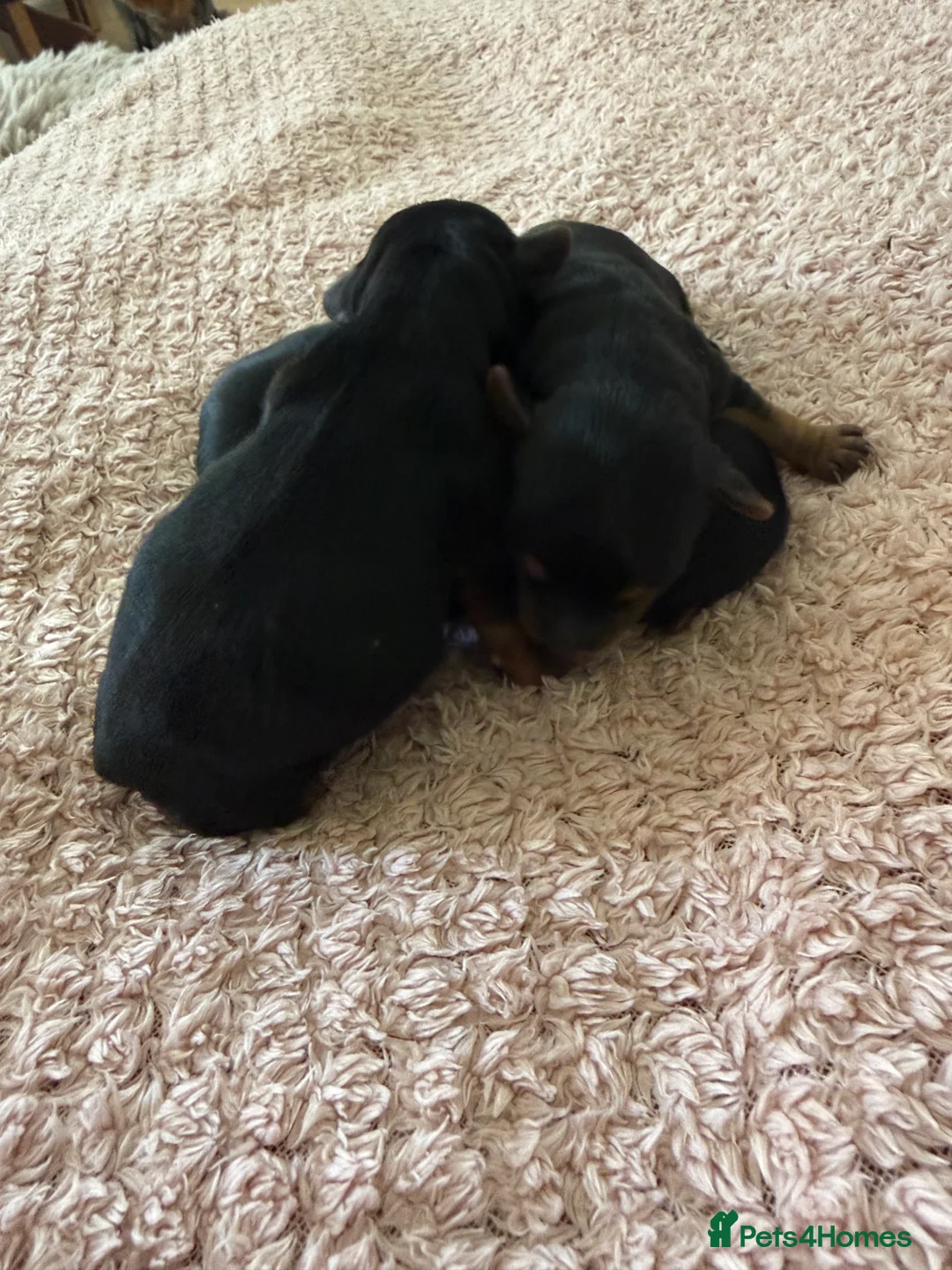 Yorkshire Terrier dogs for sale: ✨👑 INTRODUCING OUR THREE LITTLE PRINCESSES 👑✨ - Advert 2