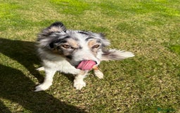 Border Collie dogs for sale: Male Blue Merle Border Collie.  - Image 6