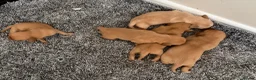 Labrador Retriever dogs for sale: KC Registered Fox Red Labrador Retriever Puppies - Advert 7