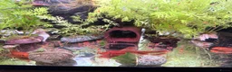 Angelfish fish for sale: LONG FIN GOLDEN ANGELS - Advert 6