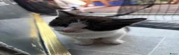 Mixed Breed cats for sale: Beautiful little kittens - Advert 7