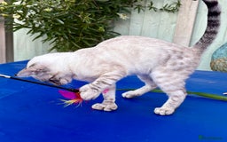 Keetso cats for sale: Wild looking polydactyl curled eared snow leopard  - Image 18