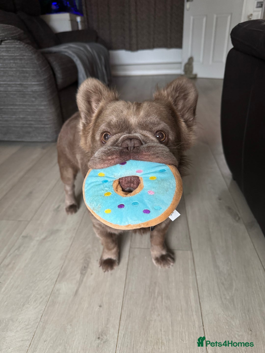 French Bulldog dogs for stud: *STUD* KC NEW SHADE ISABELLE FLUFFY FRENCH BULLDOG in Tonbridge - Advert 21