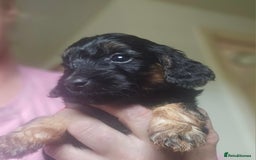 Cockapoo dogs for sale: The best cockapoos - Image 17