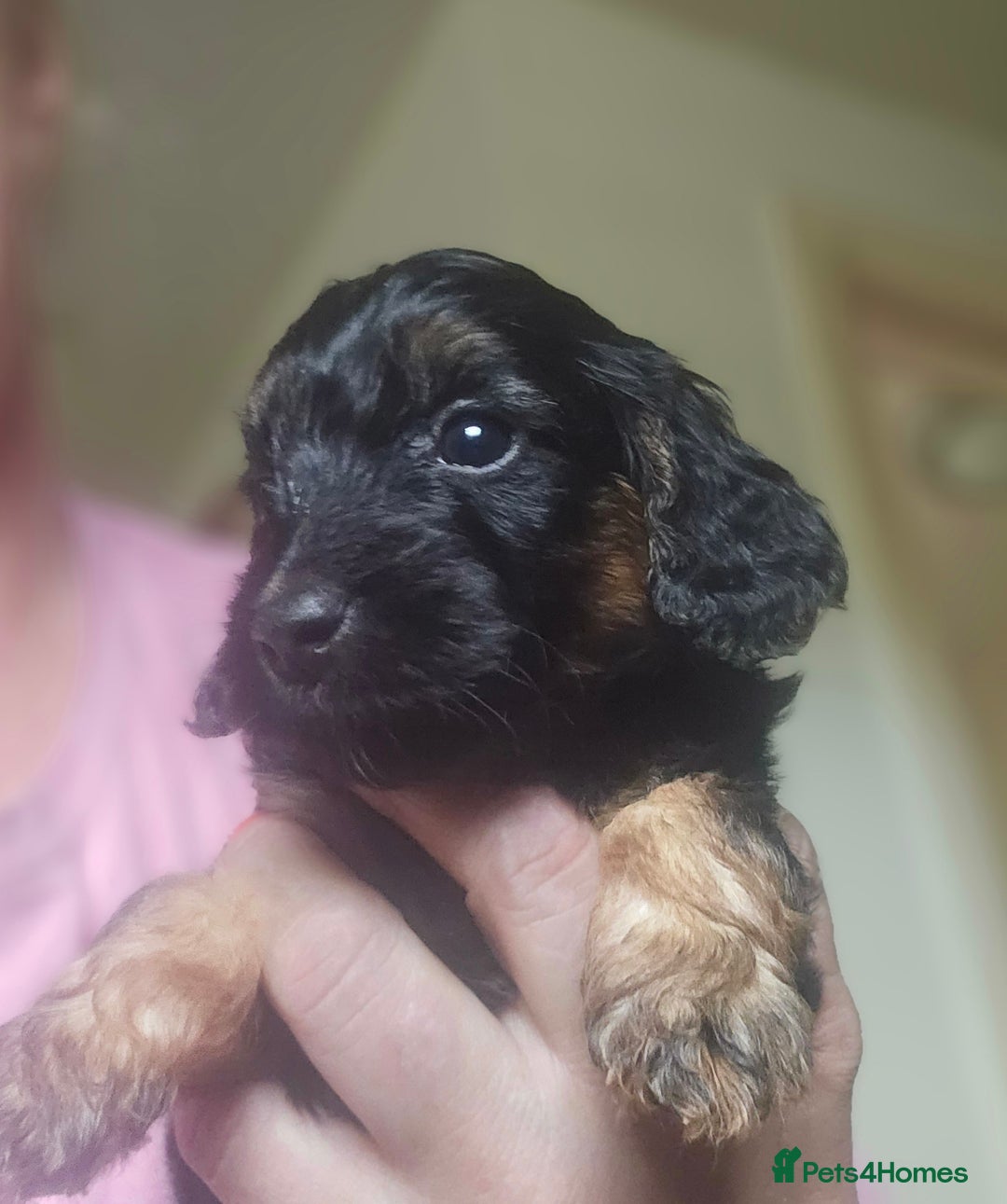 Cockapoo dogs for sale: The best cockapoos - Image 17