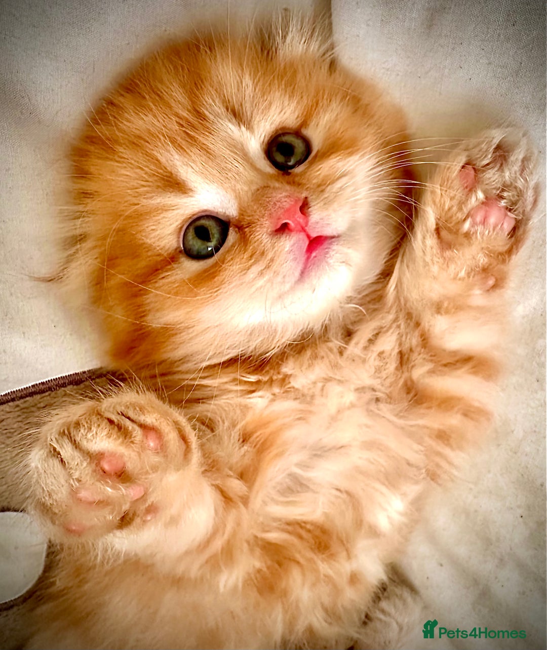 Scottish Fold cats for stud: Scottish Fold Straight ear B blood group for stud in Newark - Image 6