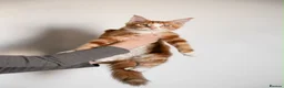 Maine Coon cats for sale: 5 Beautiful Russian Import Kittens TICA - Advert 7