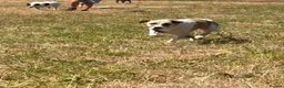 Mixed Breed dogs for adoption: Happy - Norwich Norfolk  - Advert 1