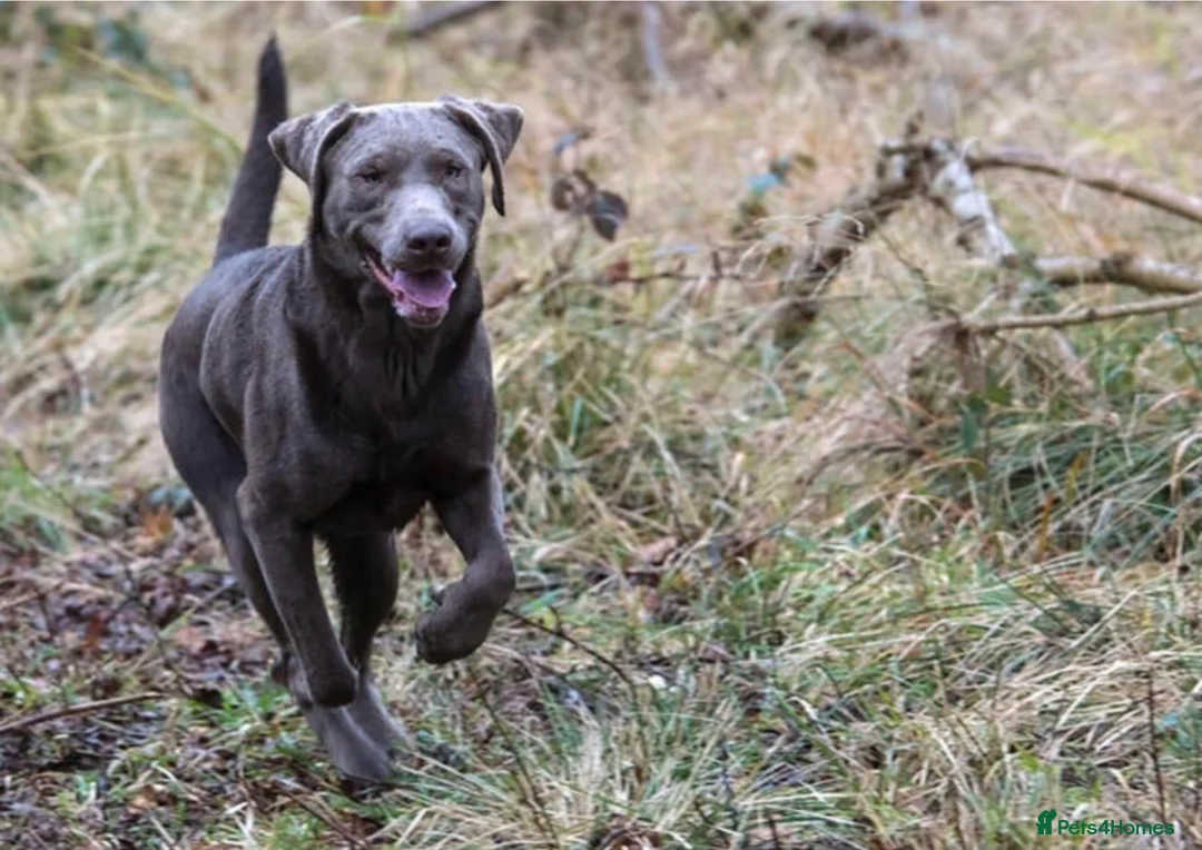 Labrador Retriever dogs for stud: Mac - UK’s Most prolific Silver Labrador Stud - Advert 7