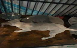 Mixed Breed dogs for sale: 2 Italian Greyhound x Whippet Pups for Sale  - Image 7