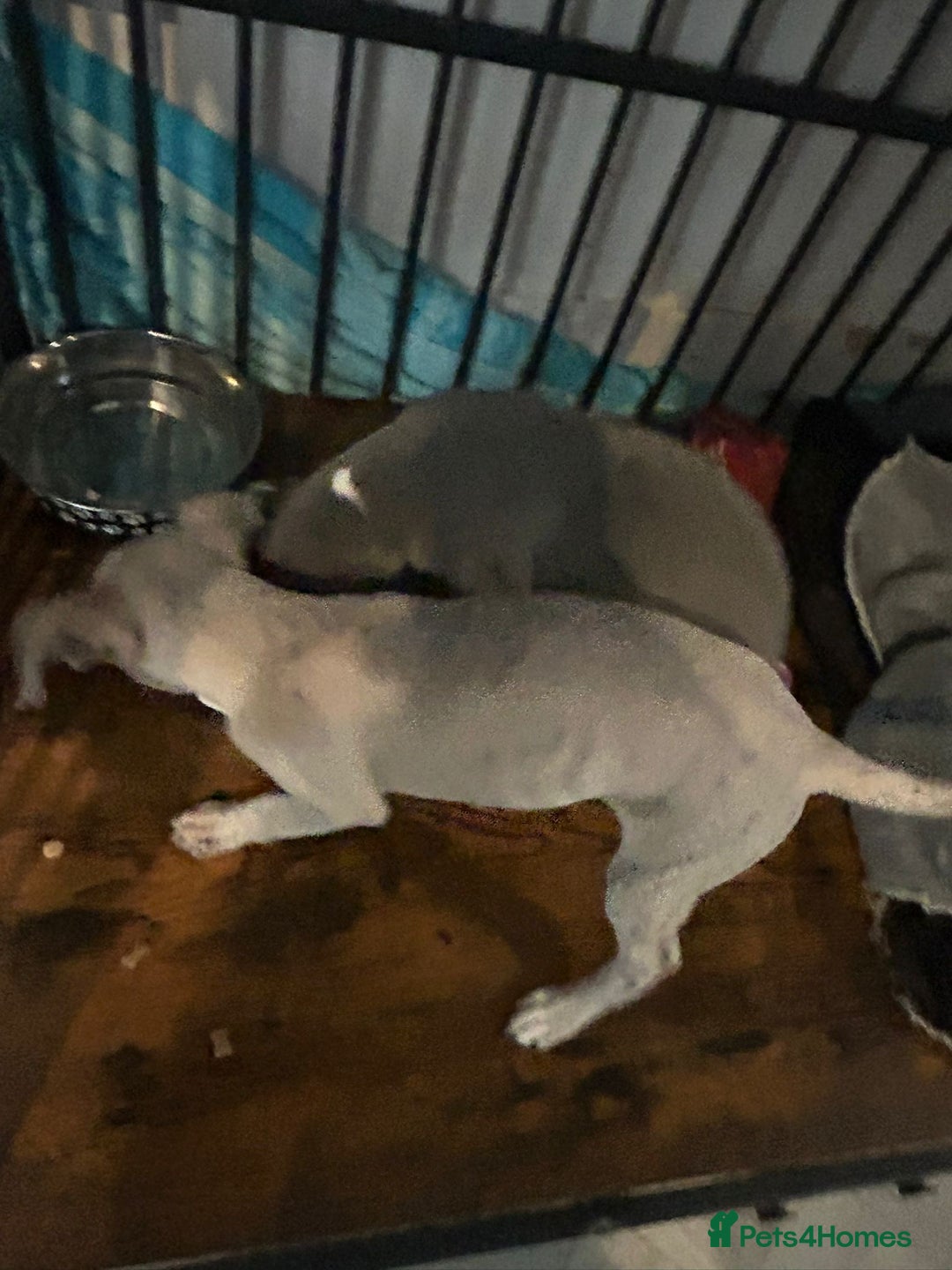 Mixed Breed dogs for sale: 2 Italian Greyhound x Whippet Pups for Sale  - Image 7