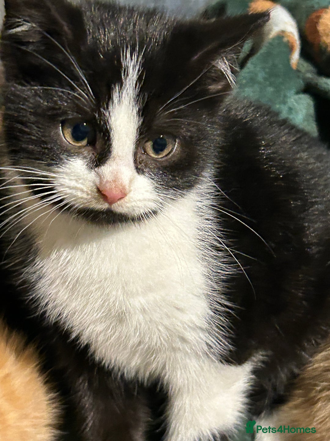 Mixed Breed cats for sale: Beautiful Healthy Kittens Ready now  - Advert 13