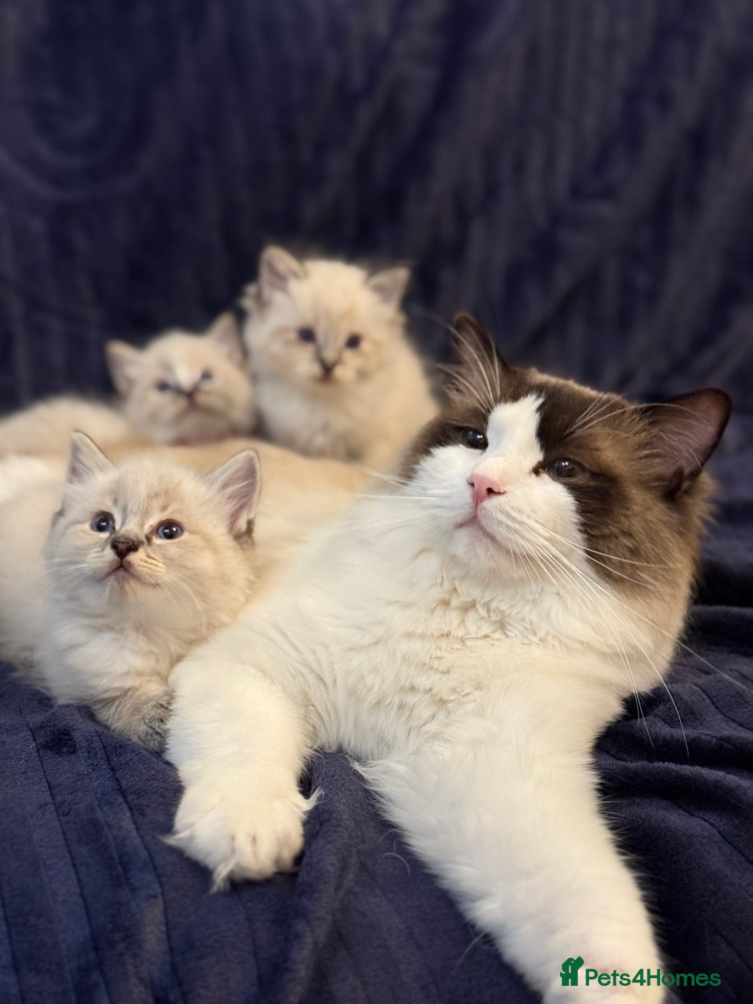 Ragdoll cats for sale: Chunky Ragdoll kittens ready now  - Image 4