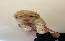 Toy Poodle dogs for sale: 🤩 4 stunning toy poodles 🤩 - Image 7