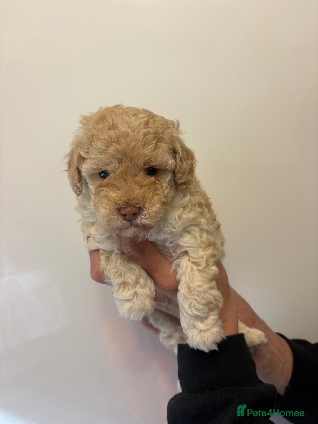 Toy Poodle dogs for sale: 🤩 4 stunning toy poodles 🤩 - Image 7