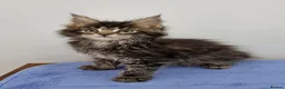 Maine Coon cats for sale: Pedigree Maine Coon Kittens for sale  - Advert 19