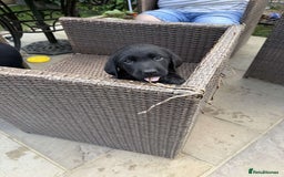 Labrador Retriever dogs for sale: 6 beautiful pedigree Labrador puppies - Image 6