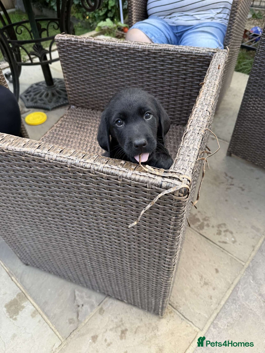 Labrador Retriever dogs for sale: 6 beautiful pedigree Labrador puppies - Image 6