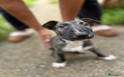 English Bull Terrier dogs for sale: English Bull Terrier Pups(Small Umbilical Hernias) - Image 6