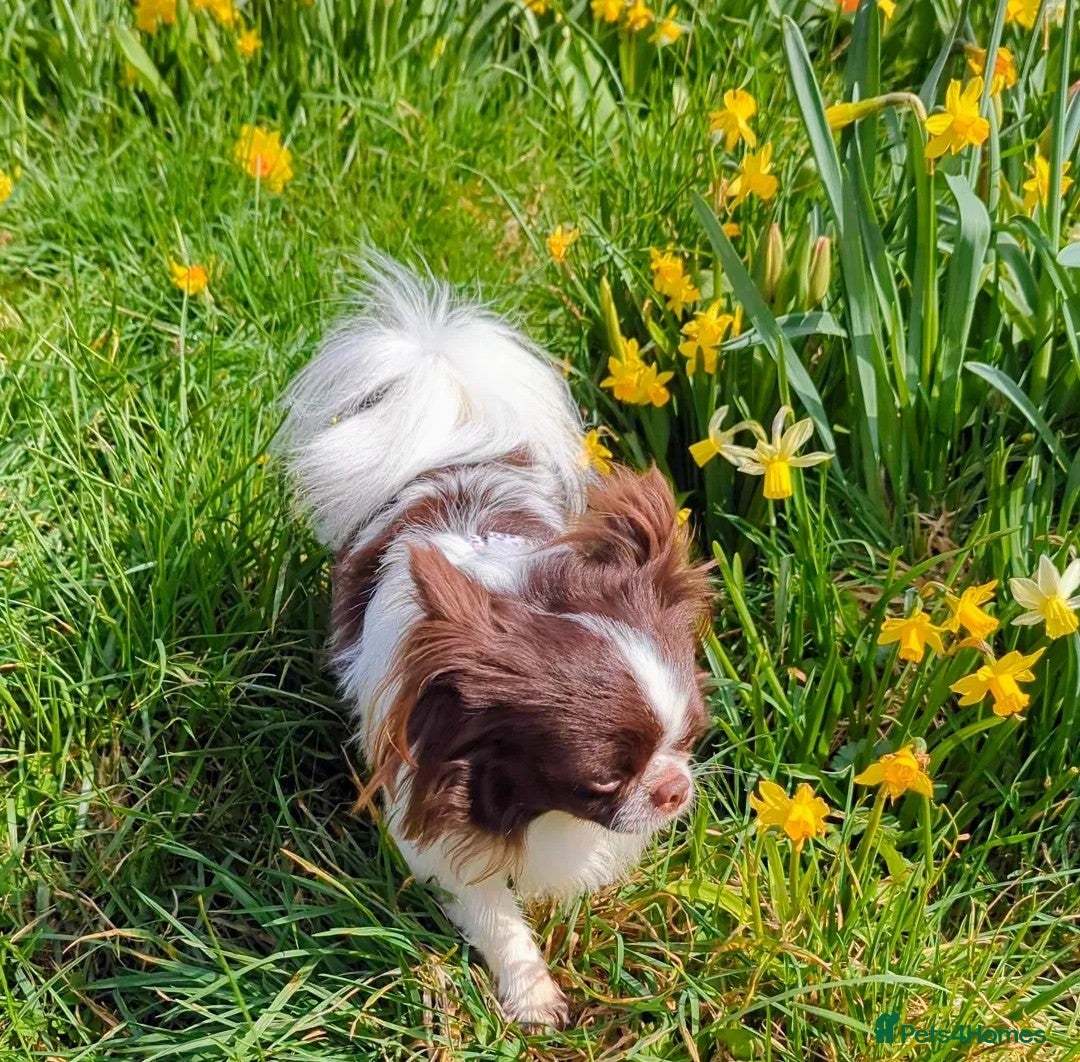 Chihuahua dogs KC Russian import - Heath Tested- Proven Stud - Advert 3