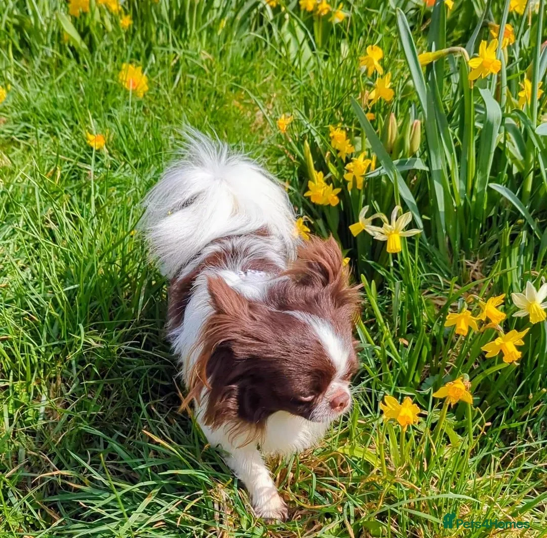 Chihuahua dogs for stud: Russian import - Heath Tested- Proven Stud - Advert 2