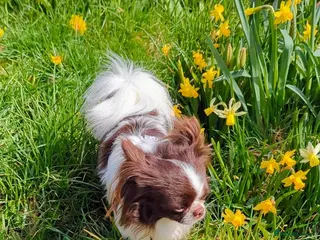 Chihuahua dogs KC Russian import - Heath Tested- Proven Stud - Advert 3