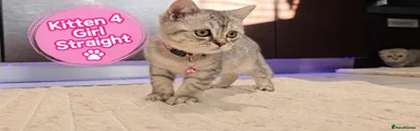 Kitten 4 girl Straight
