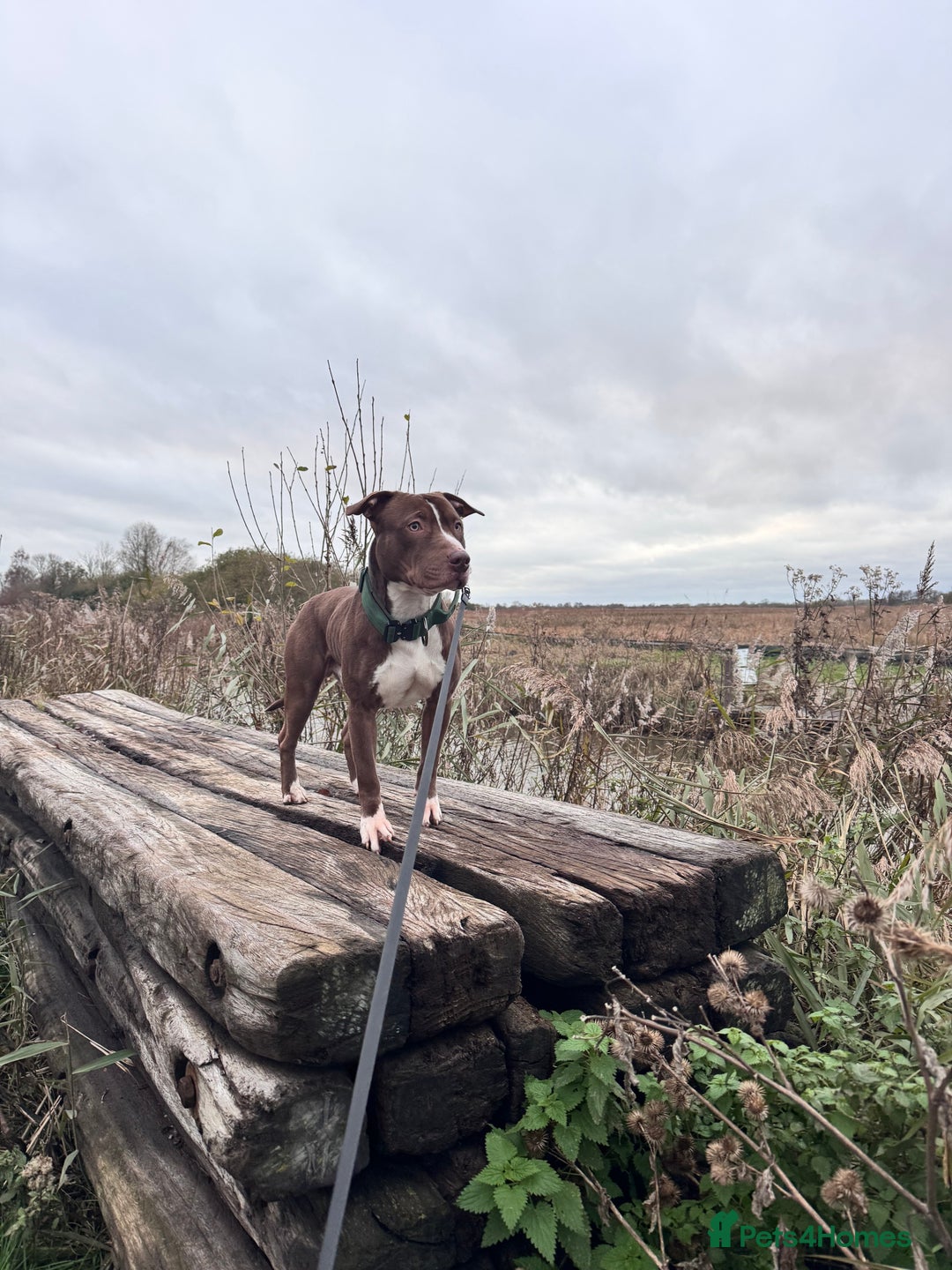 Mixed Breed dogs for sale: Reggie. Bull terrier cross.  - Advert 3