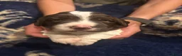 English Springer Spaniel dogs for sale: KC reg health tested English springer spaniel  - Advert 13