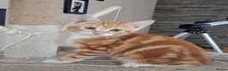 Mixed Breed cats for sale: Rare beautiful ginger tabby girl in Harlow - Advert 32