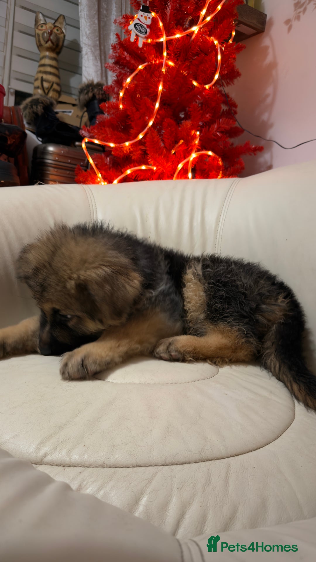 German Shepherd dogs for sale: German shepard pups black tan girl  reduced - Advert 4