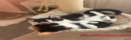Mixed Breed cats for sale: Cute cuddly kittens for sale 8 weeks old - Advert 3
