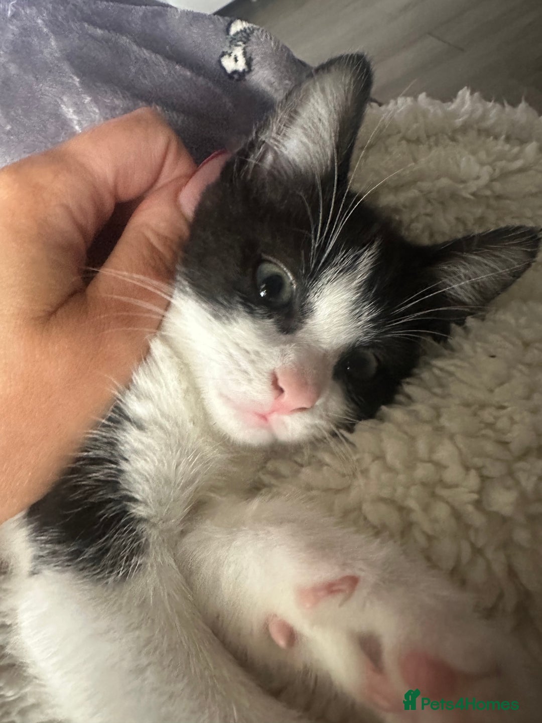 Mixed Breed cats for sale: Baby boy kitten for sale - Advert 5