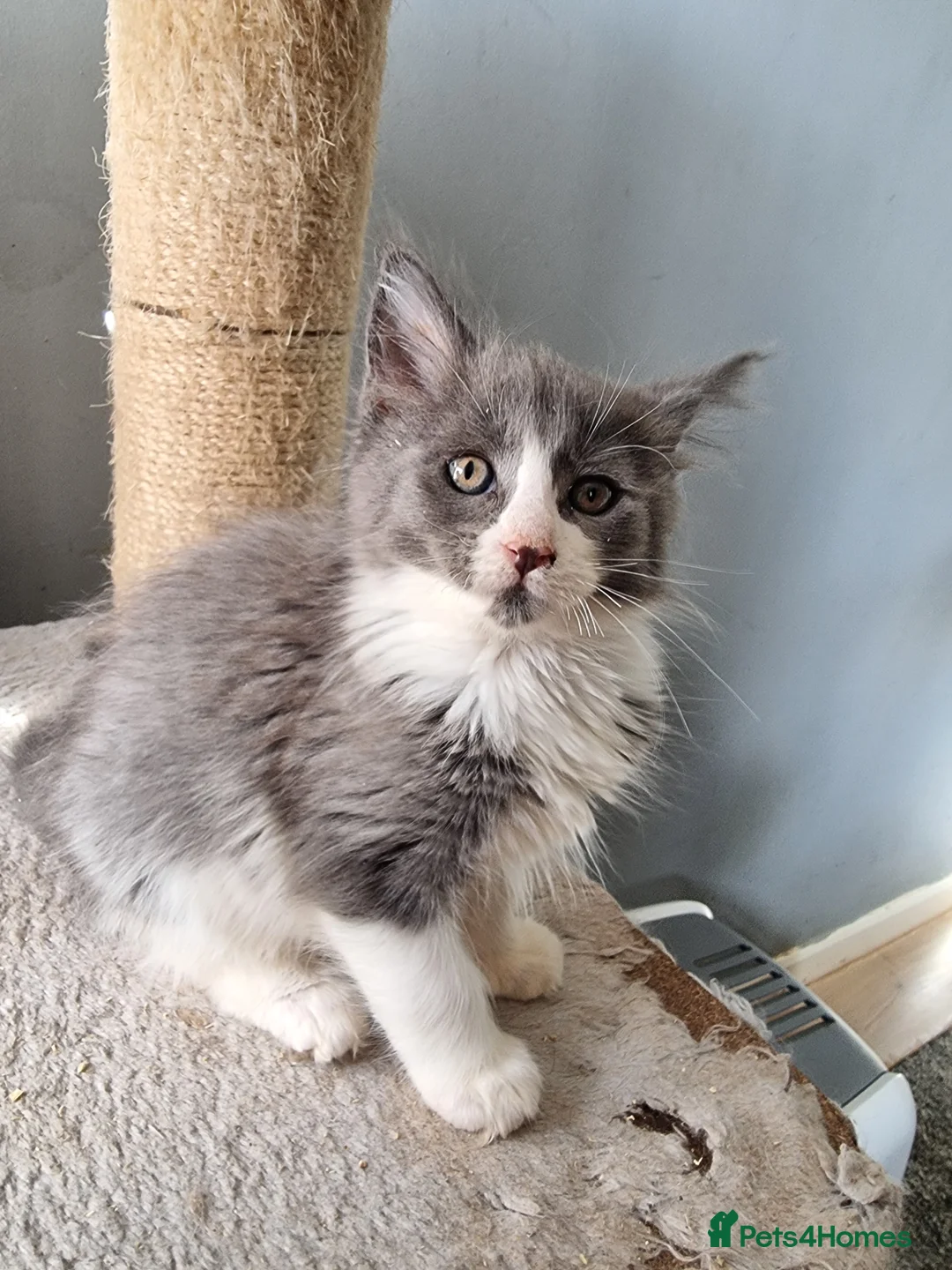 Maine Coon cats for sale: 2 litters of Maine Coon - Advert 7