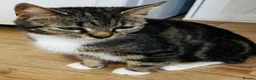 Mixed Breed cats for sale: Playful and lovely kittens  - Advert 11