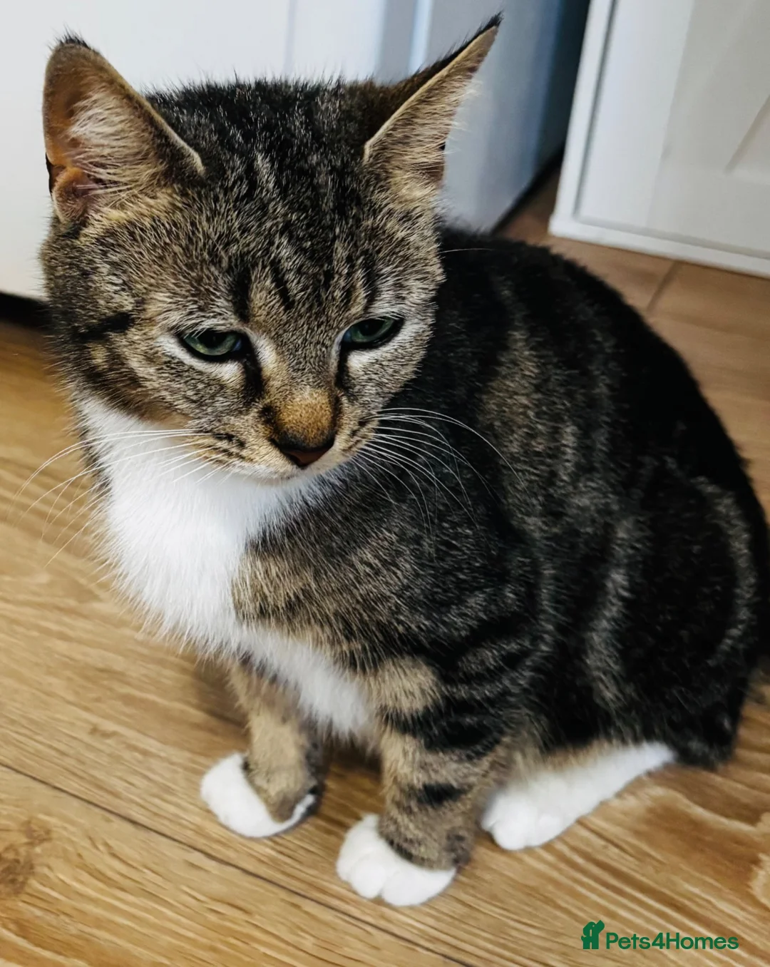 Mixed Breed cats for sale: Playful and lovely kittens  - Advert 11