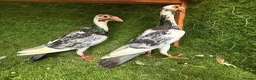 Pigeons birds for sale: Beautiful Quality Pigeons Healthy & Well Cared For - Advert 12